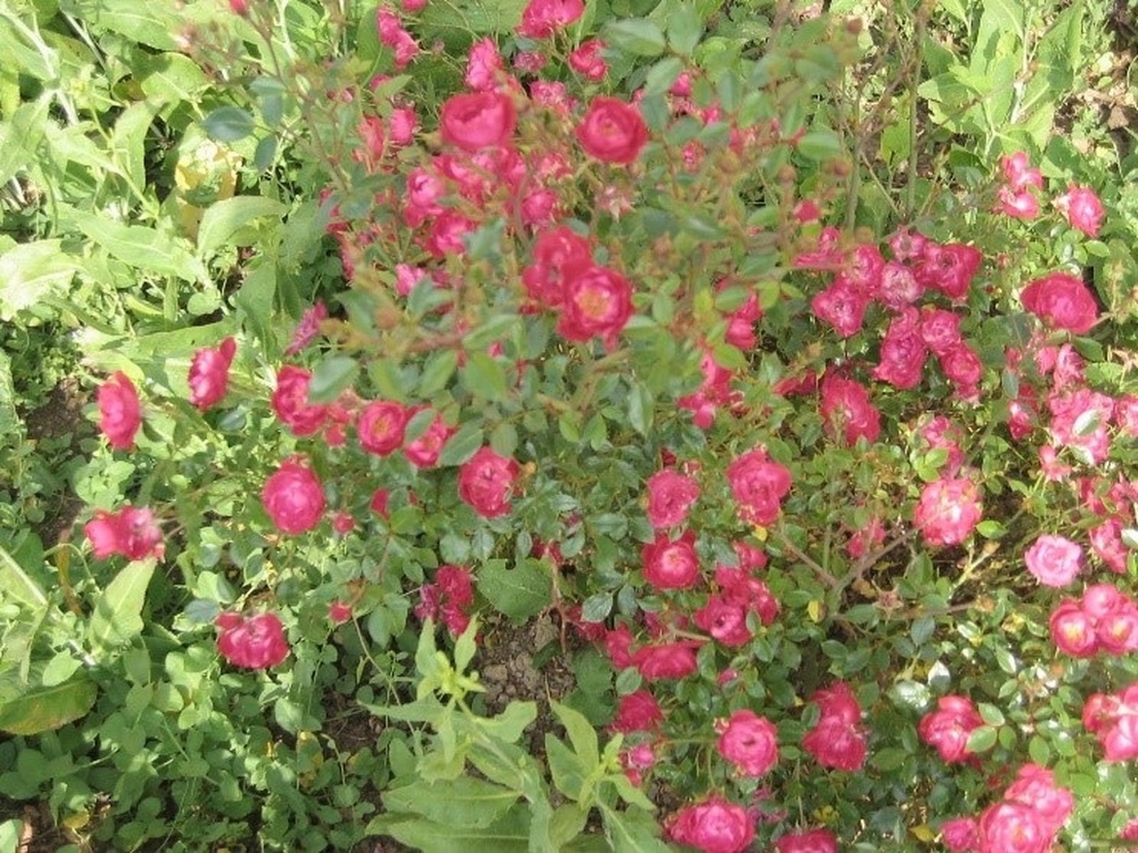 05 Año de Oración: Algunos apoyos