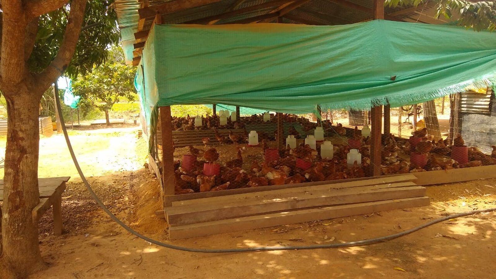 Fondo Populorum Progressio apoya proyecto agropecuario de Pueblos Sikuani, Piapoco y Salive