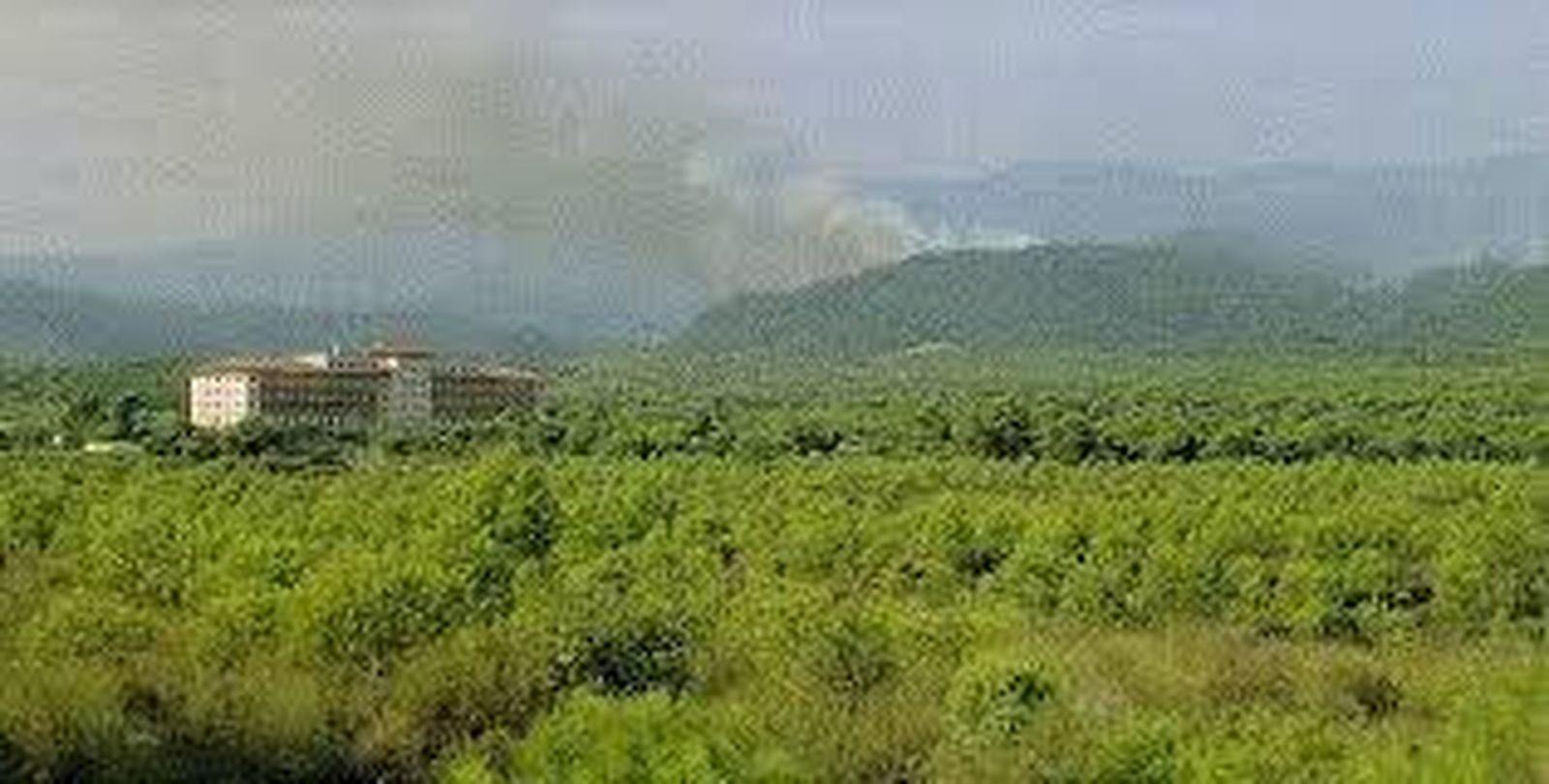 Hospital Moliner en medio de una gran pinada