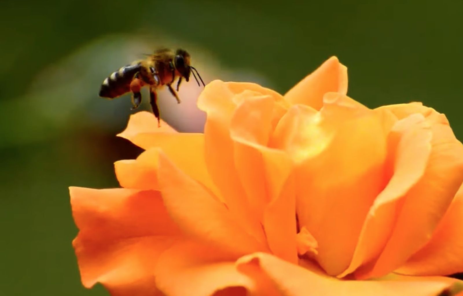 Día Mundial de las Abejas