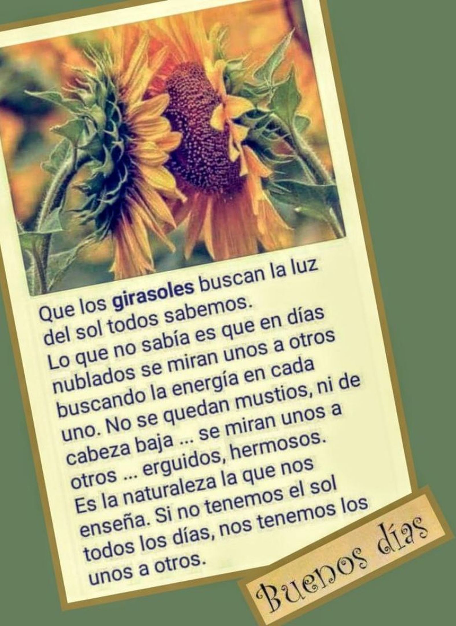 Girasoles