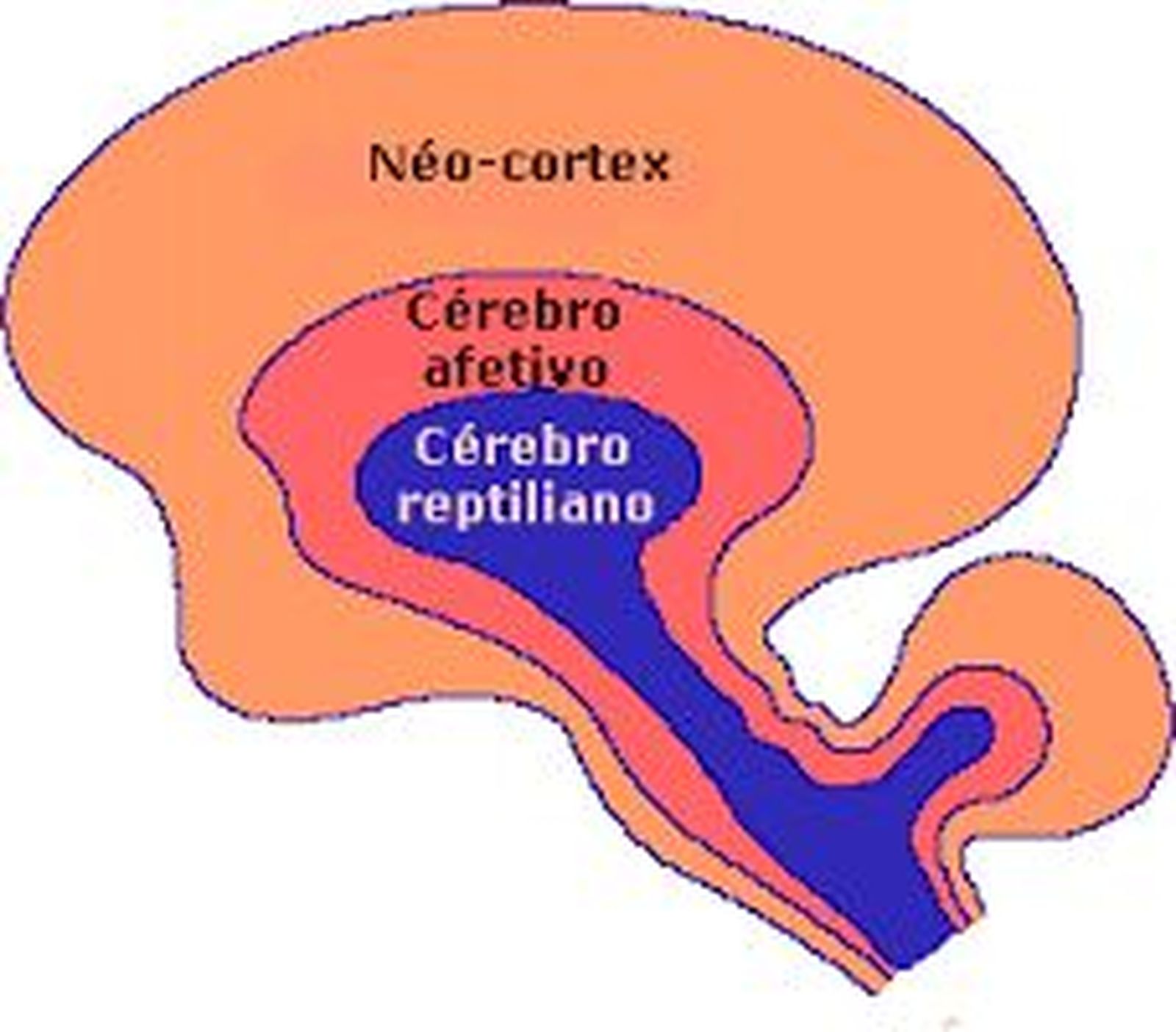 cerebro trino