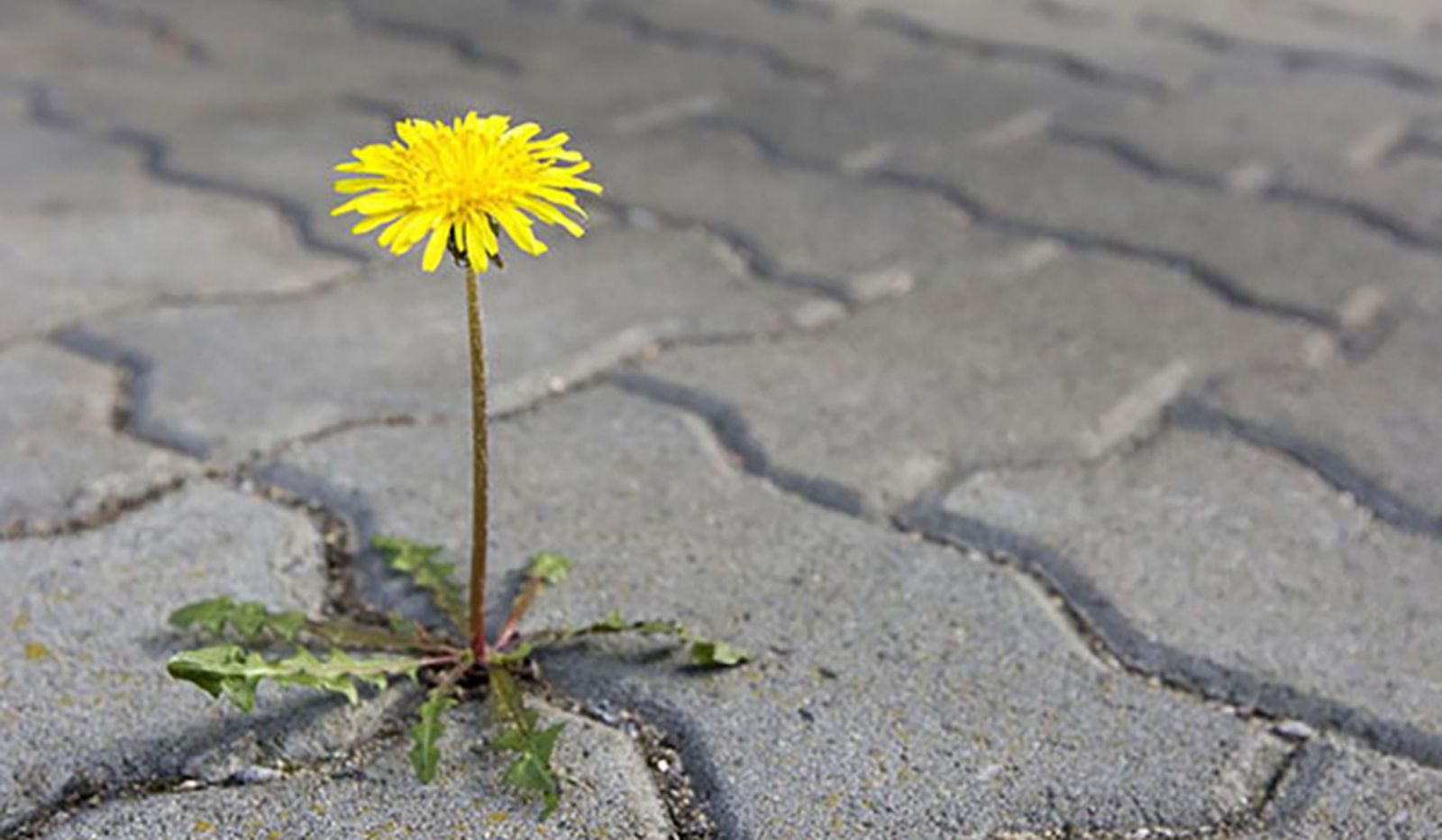 Hemos de ser testigos de esperanza