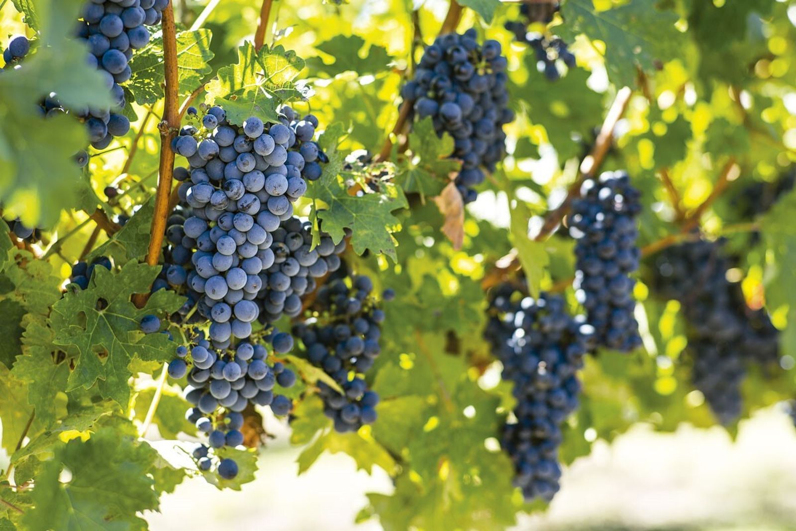 V Miércoles de Pascua