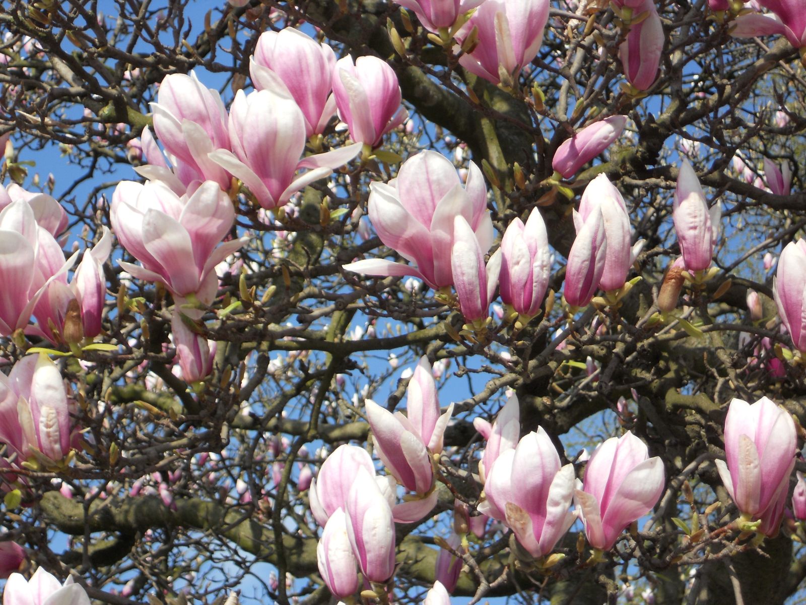 Camino de Luz: decimo sexta etapa