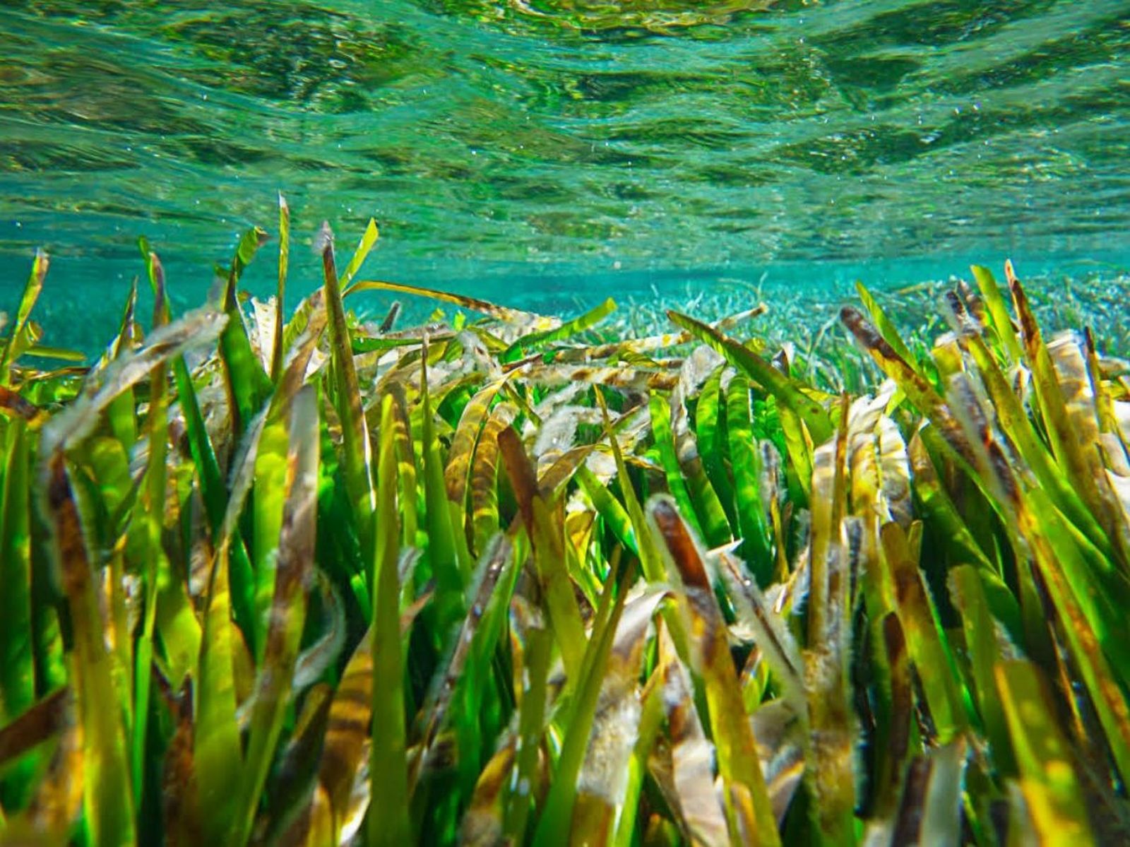 Posidonia
