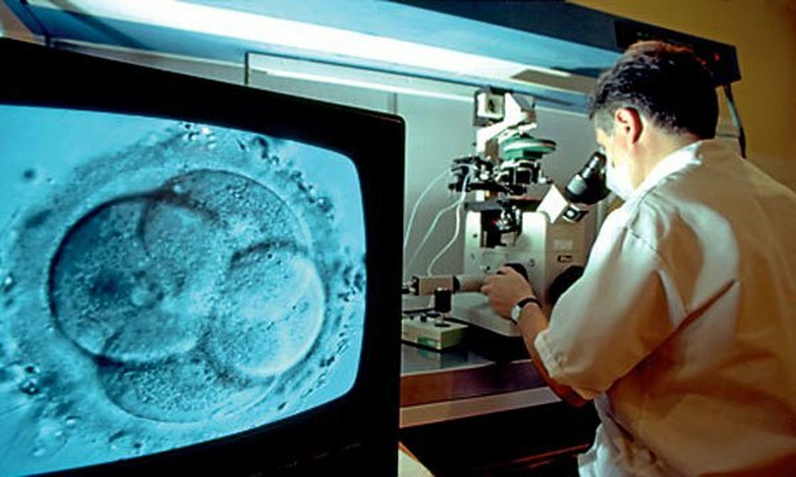 Investigación con embriones