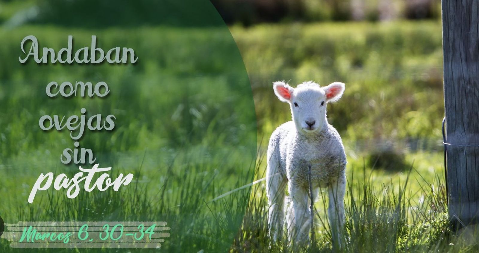 Ovejas sin pastor