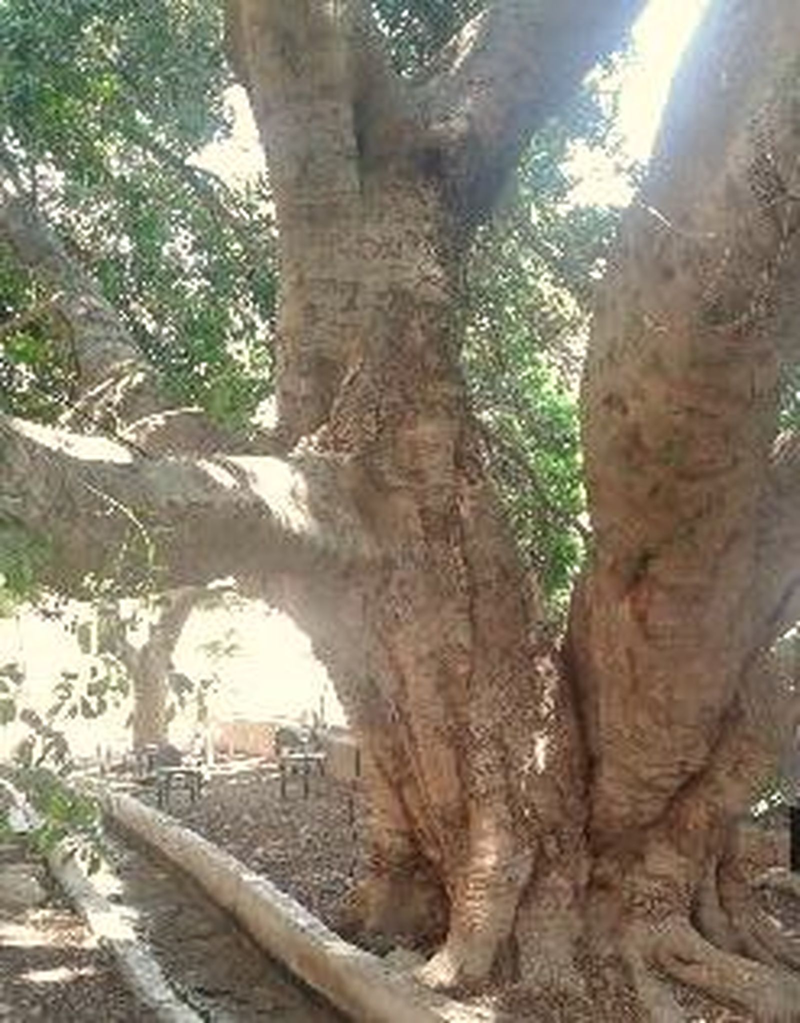 19 Etapa -III Domingo de Cuaresma