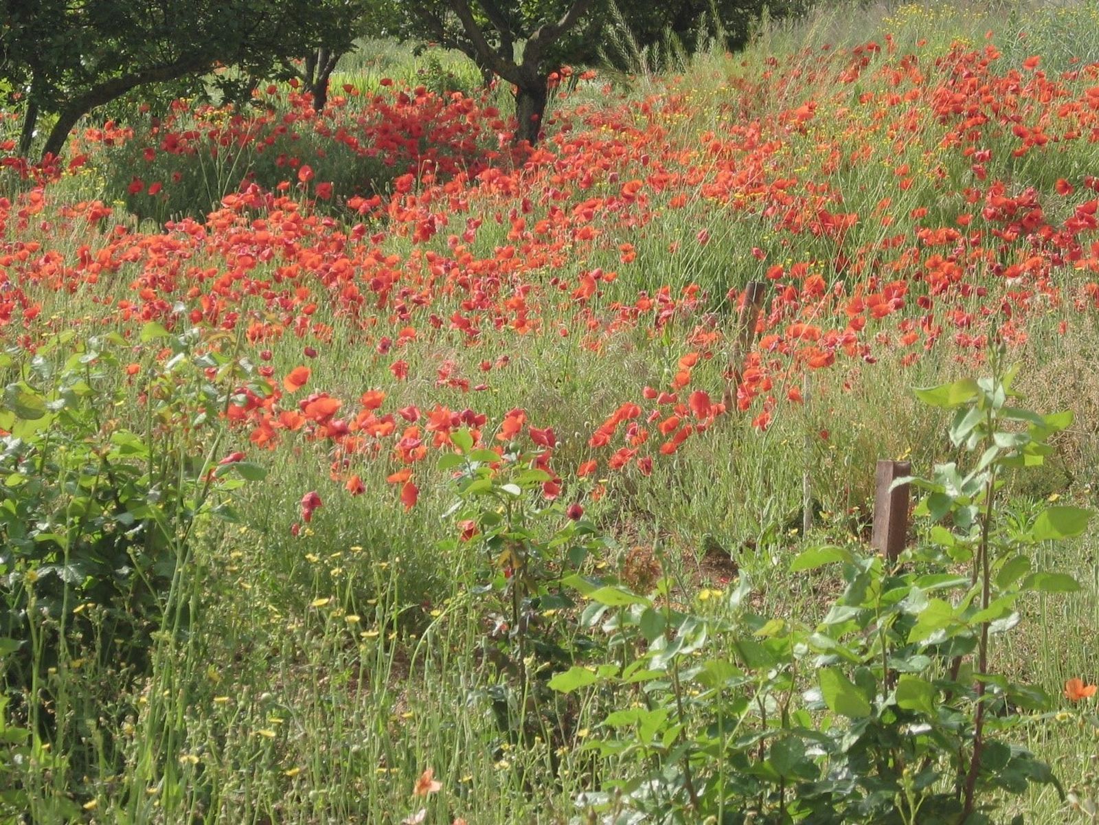 Año de oración: Alabanza