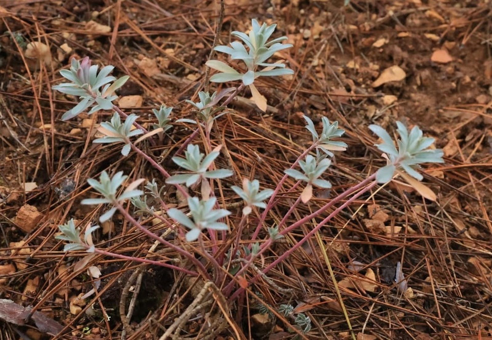 14 de Diciembre: III Domingo de Adviento