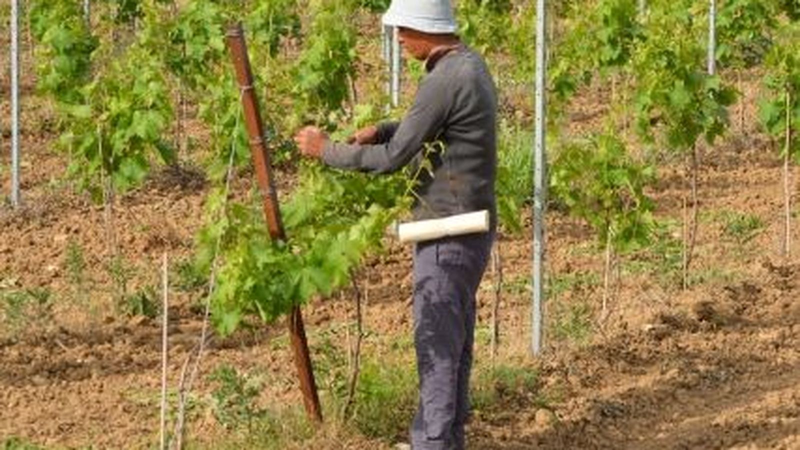 Los inmigrantes copan los sectores peor pagados