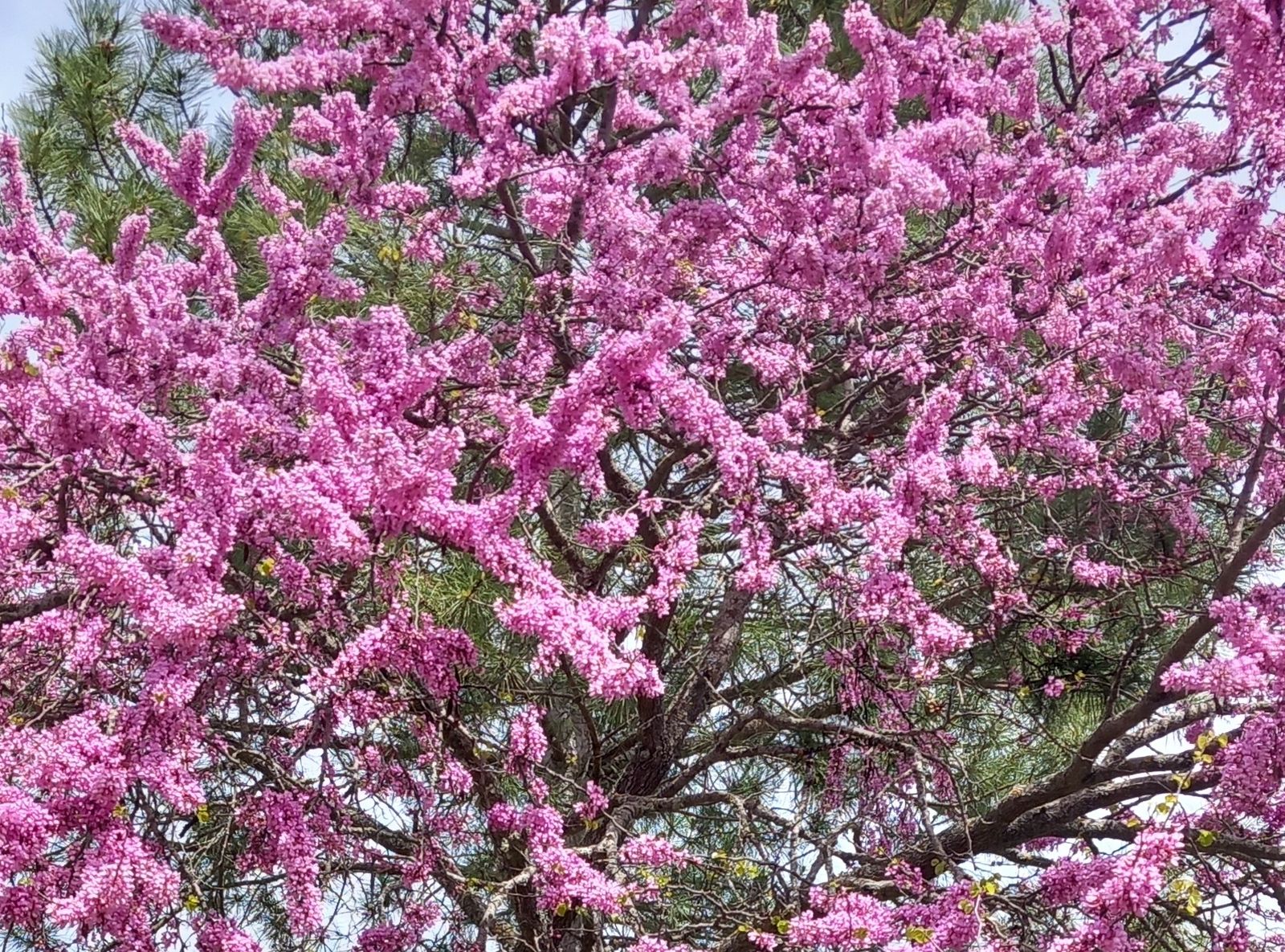 Árbol florecido