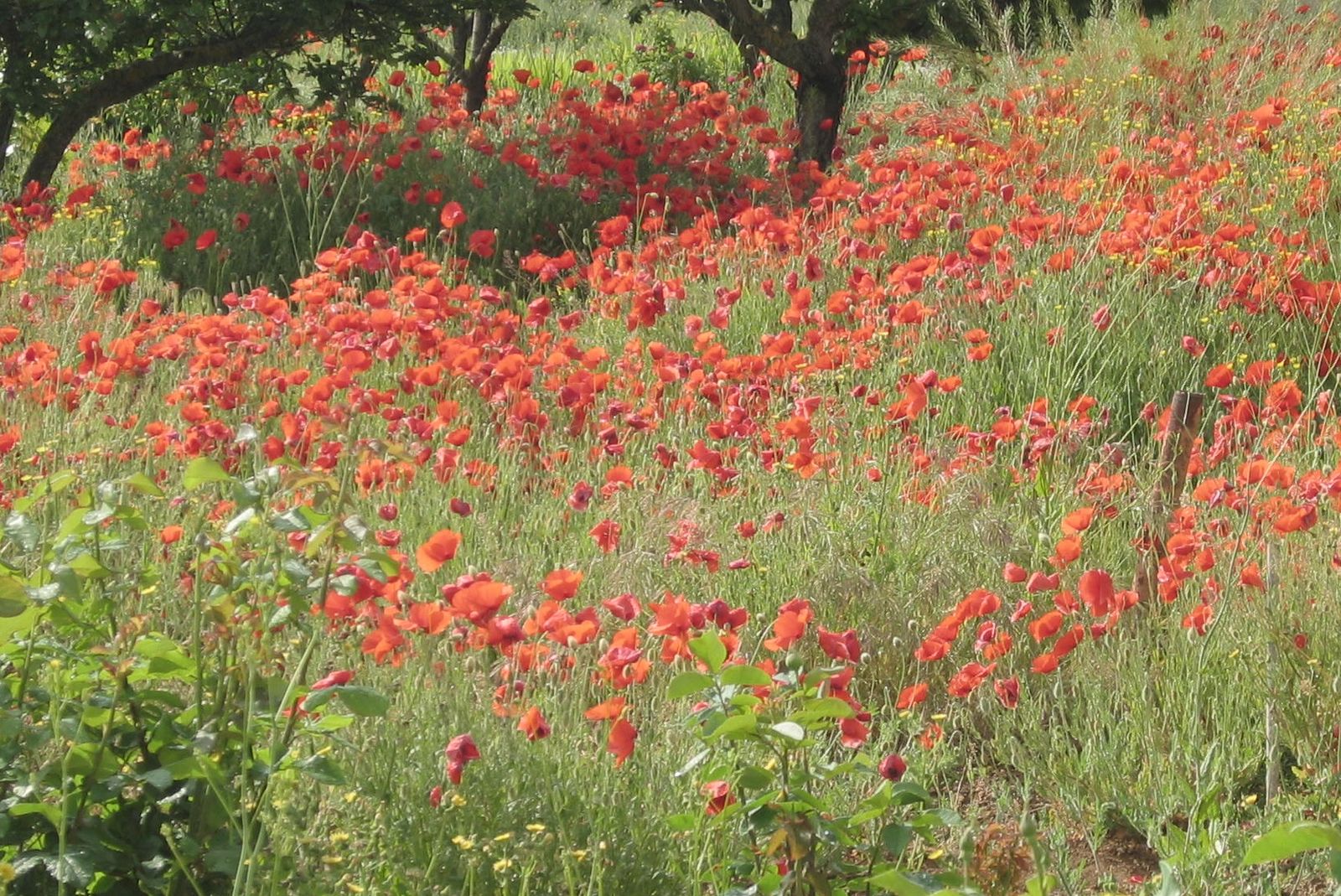 Campo amapolas