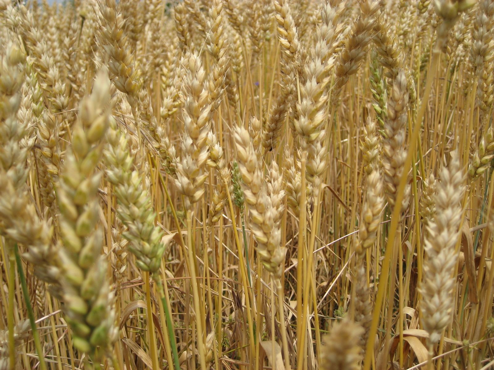 Elaboración del pan y del vino