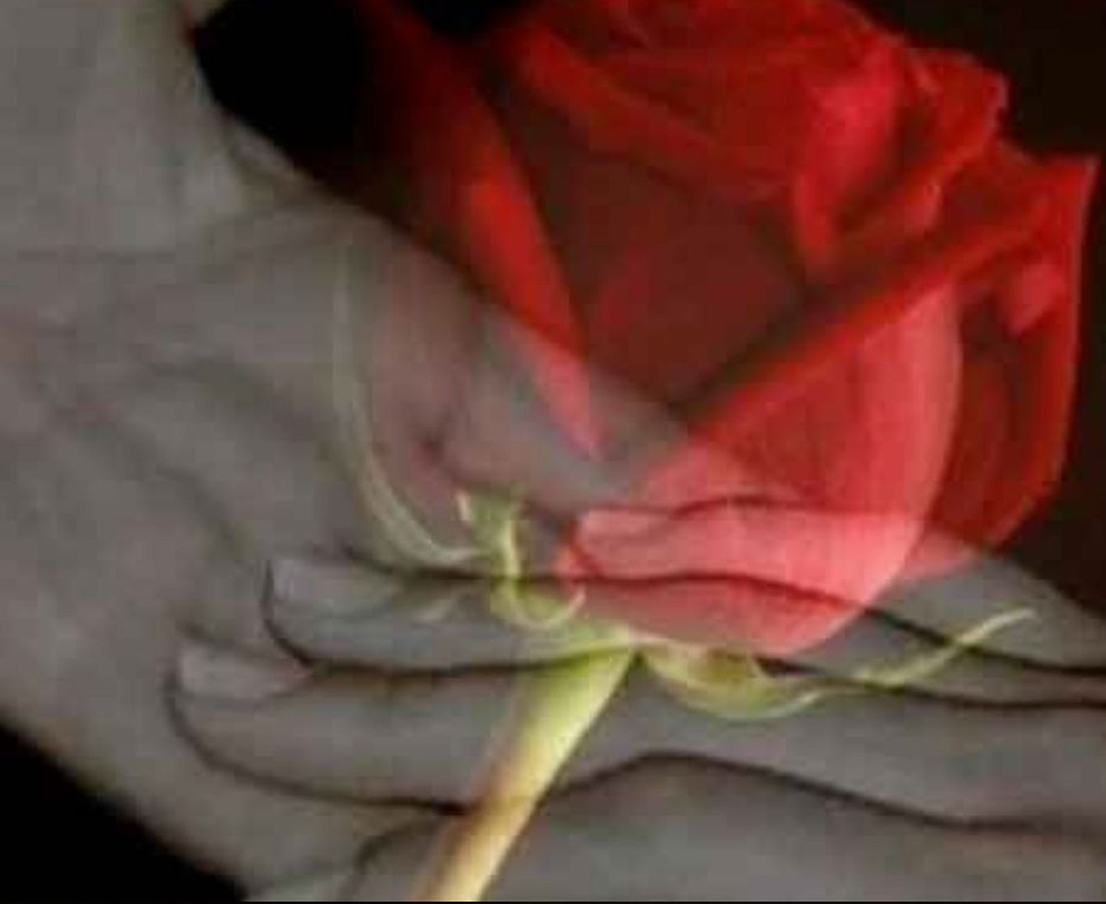 Orar para pedir una rosa