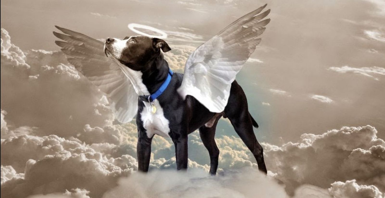 Todos los animales son santos (y también van al cielo)