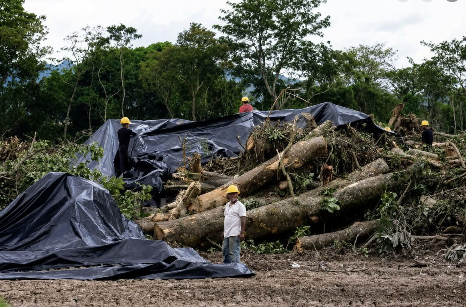Deforestación en el parque El Espino de El Salvador
