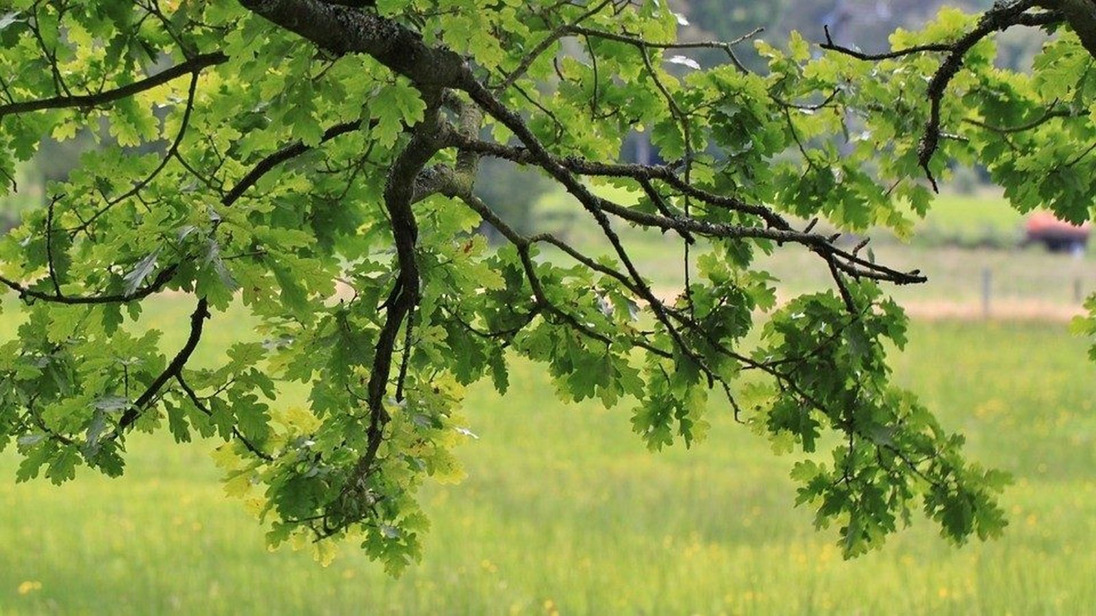 Concilio Vaticano II
