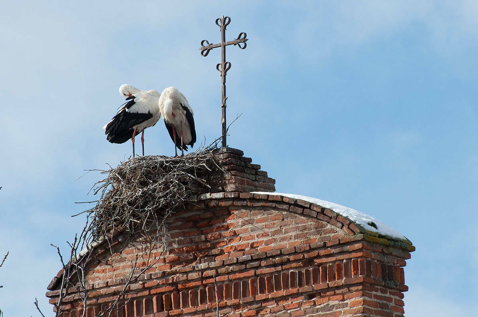 Cigüeñas en la torre de la iglesia