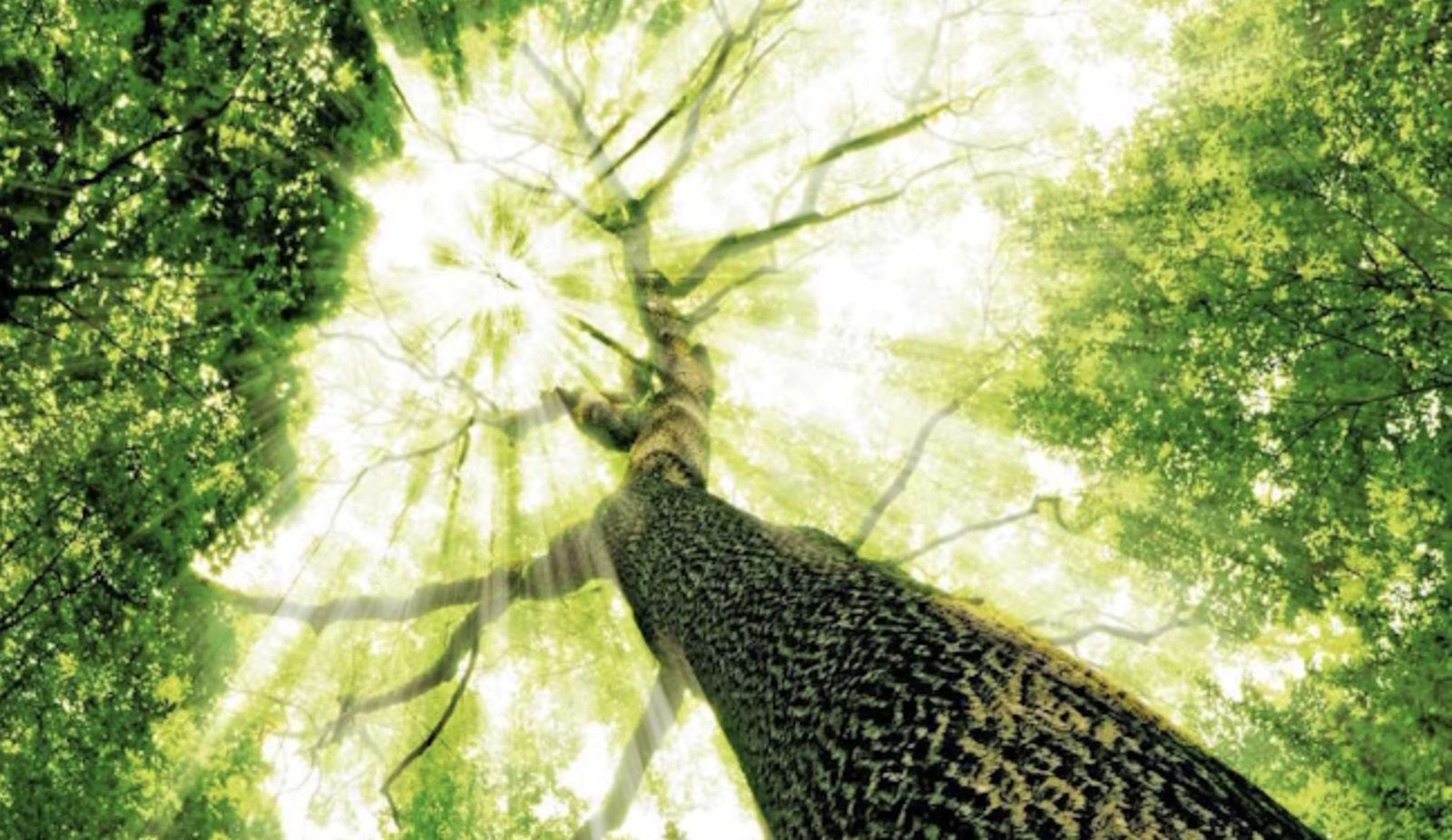 Buscar a Dios