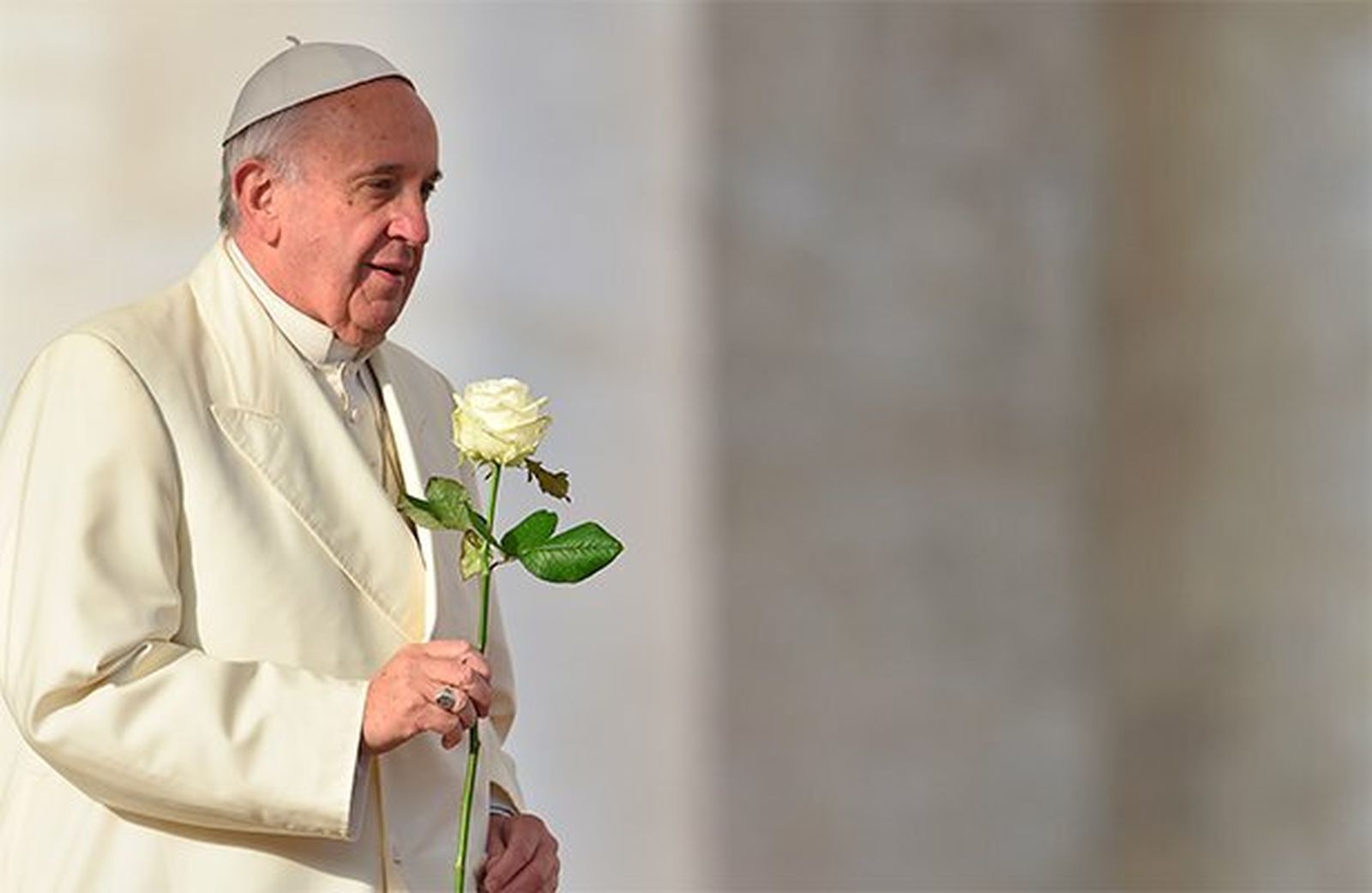 Francisco y la rosa blanca a la santa de Lisieux