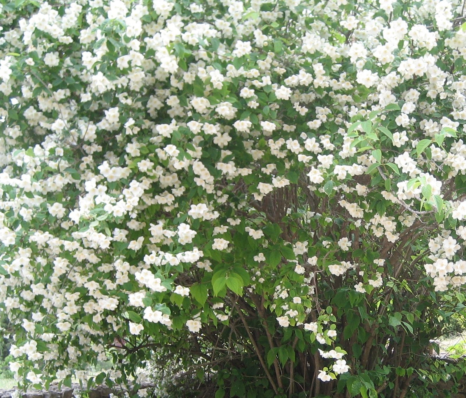 7 de Mayo: Mes de María