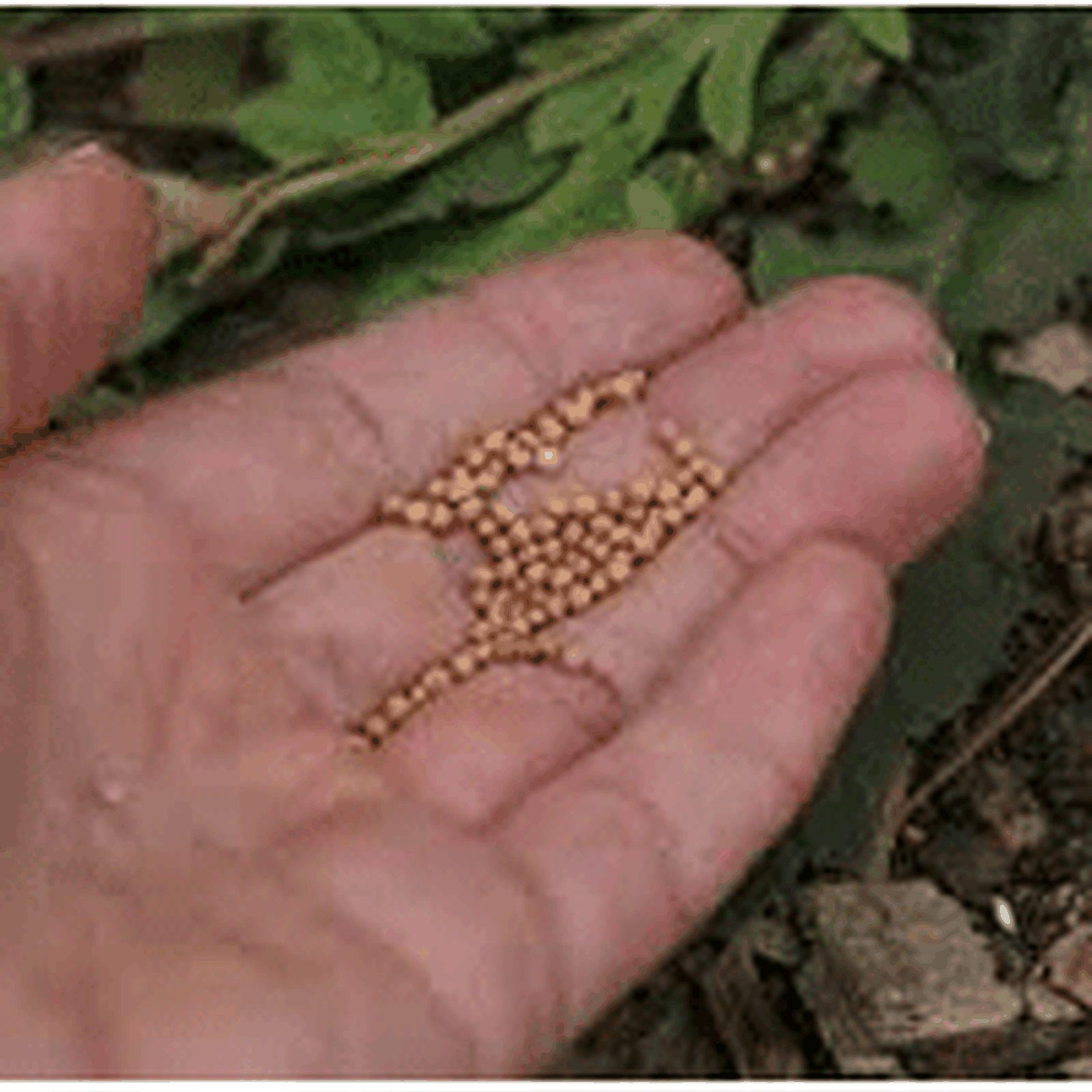 Las vocaciones ¿una bendición?