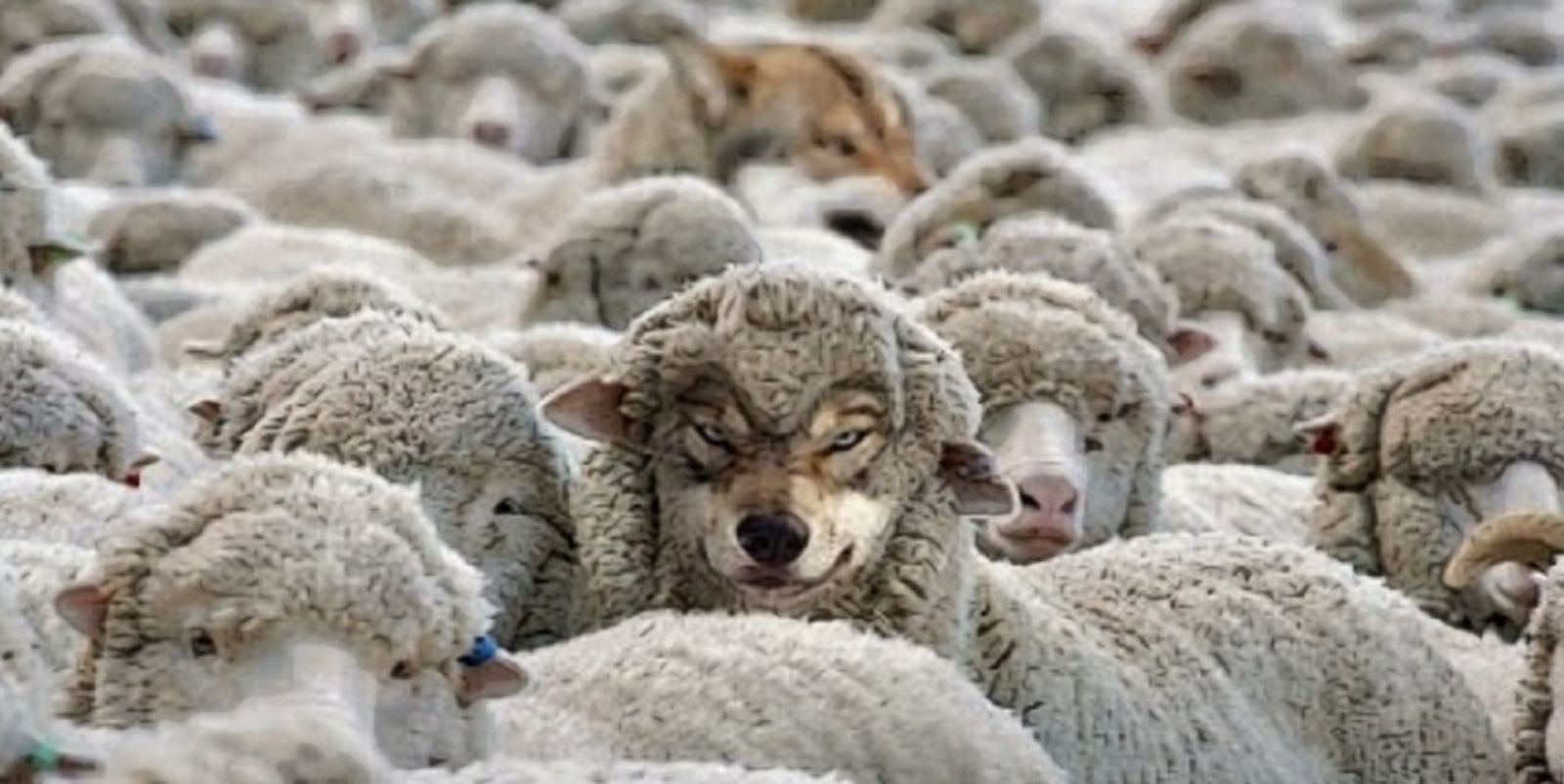 Lobo con piel de oveja