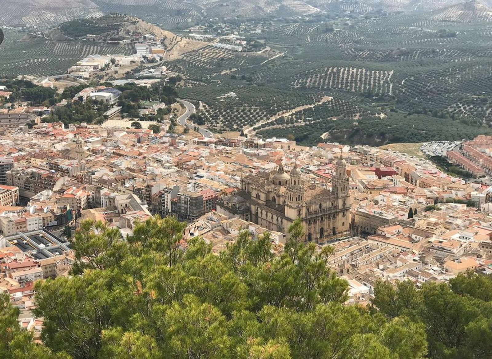 Catedral de Jaén, con olivares al fondo