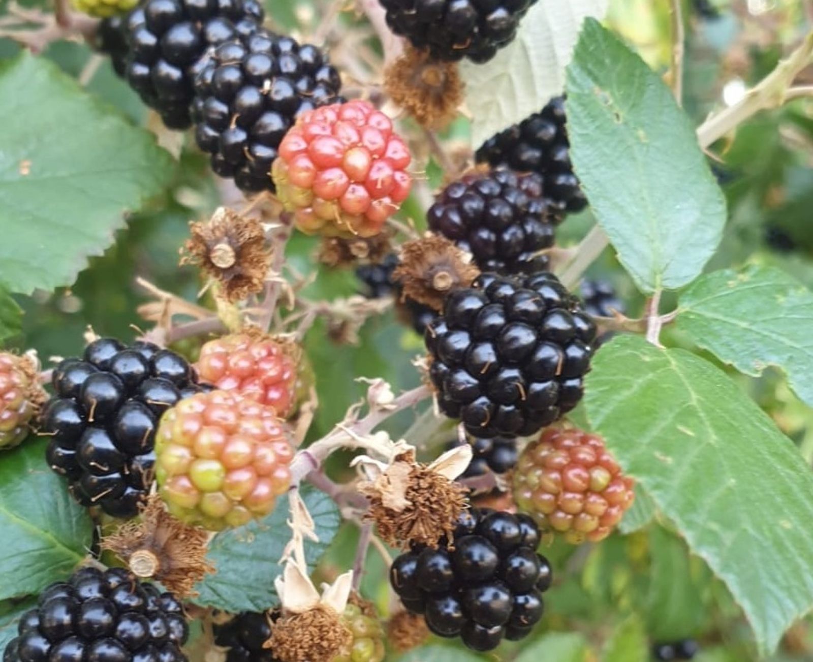 Moras