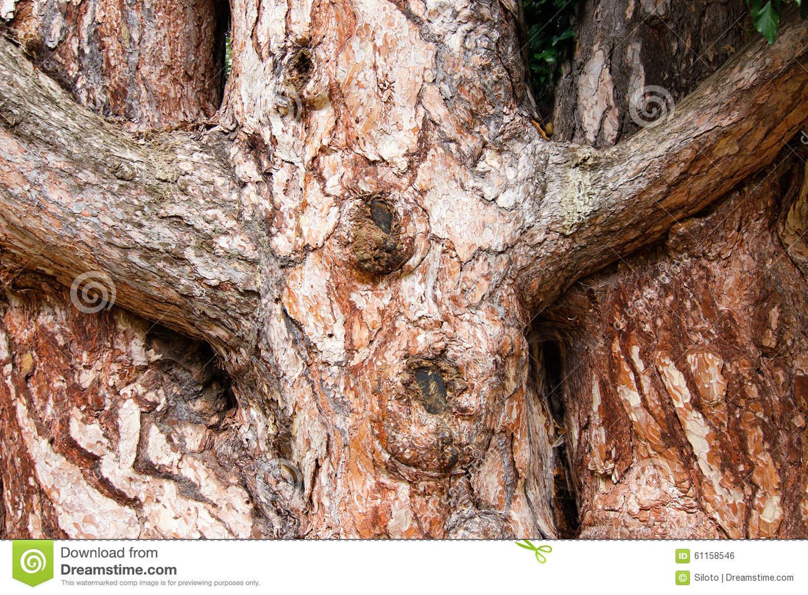 ramas-de-árbol-en-la-forma-de-una-cruz-61158546