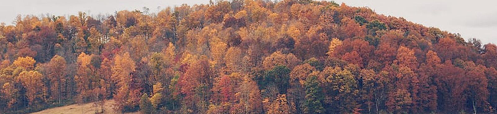 andante-cuerdas-crawford