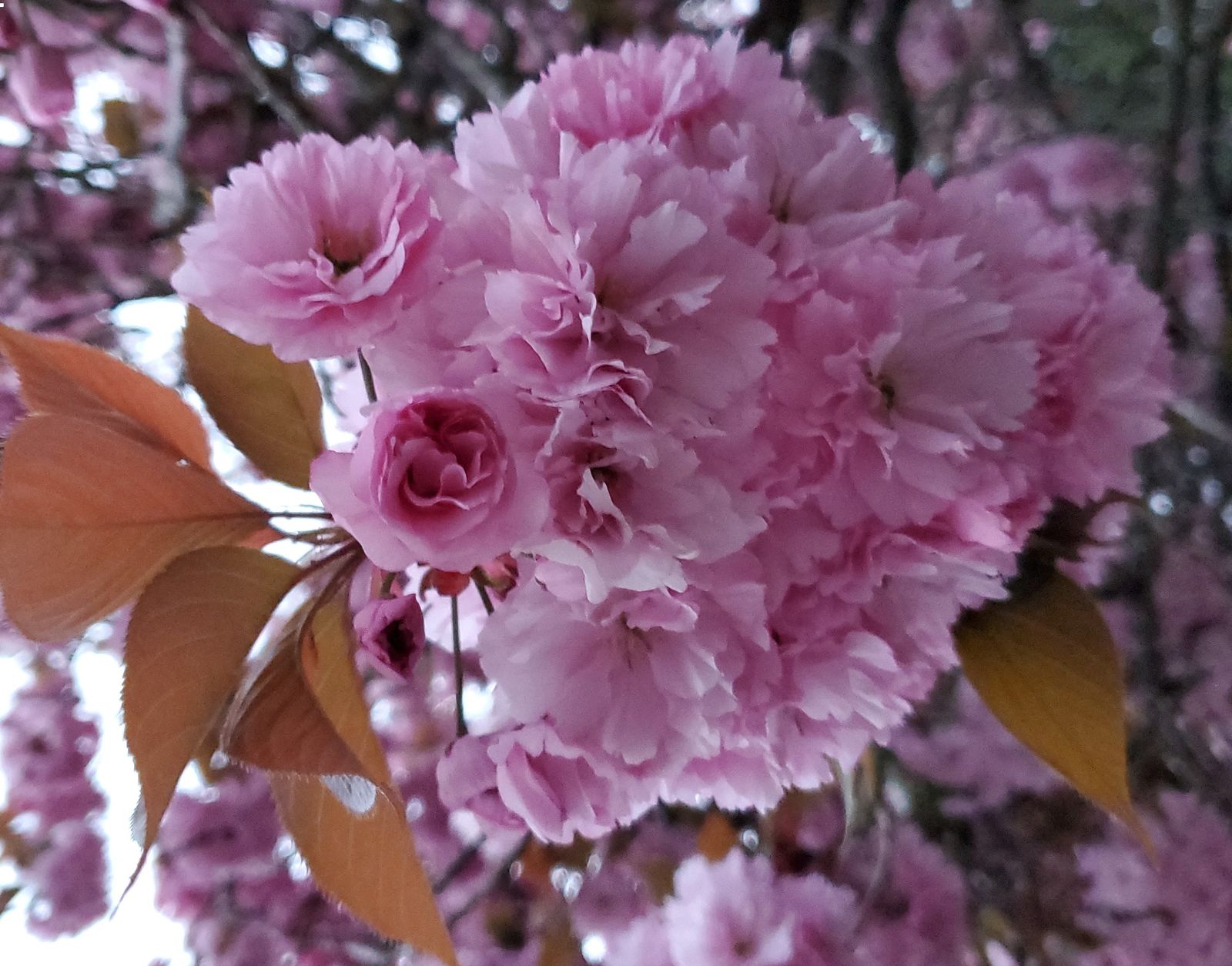 Jueves de la Octava de Pascua