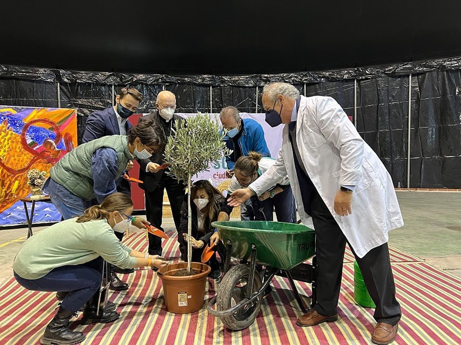 Plantación del olivo