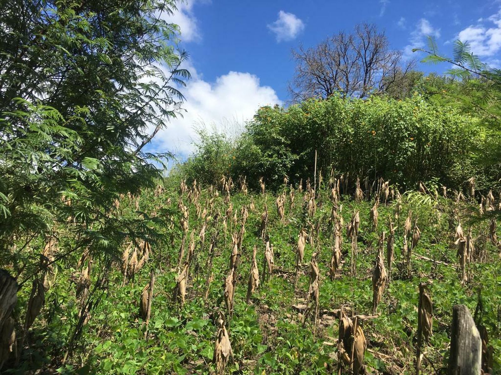 Algunos de los cultivos de El Platanar