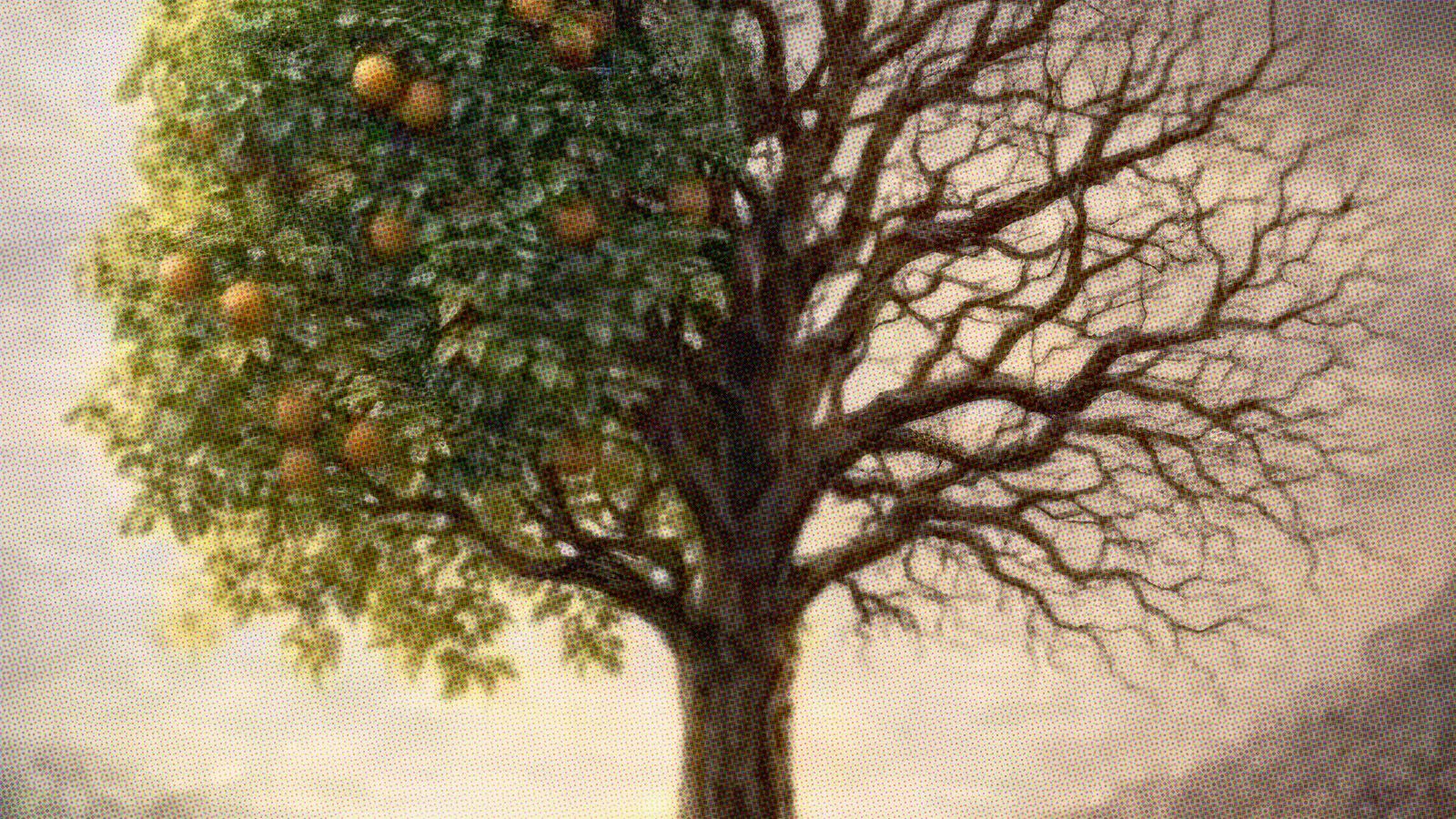 Frutos