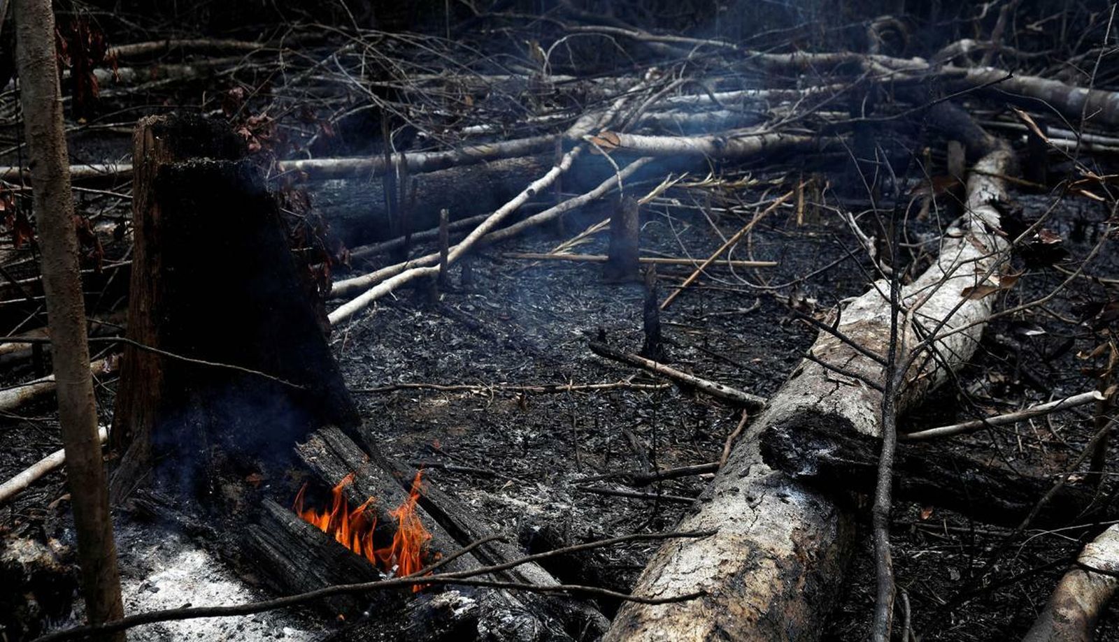 Árboles quemados en la Amazonía