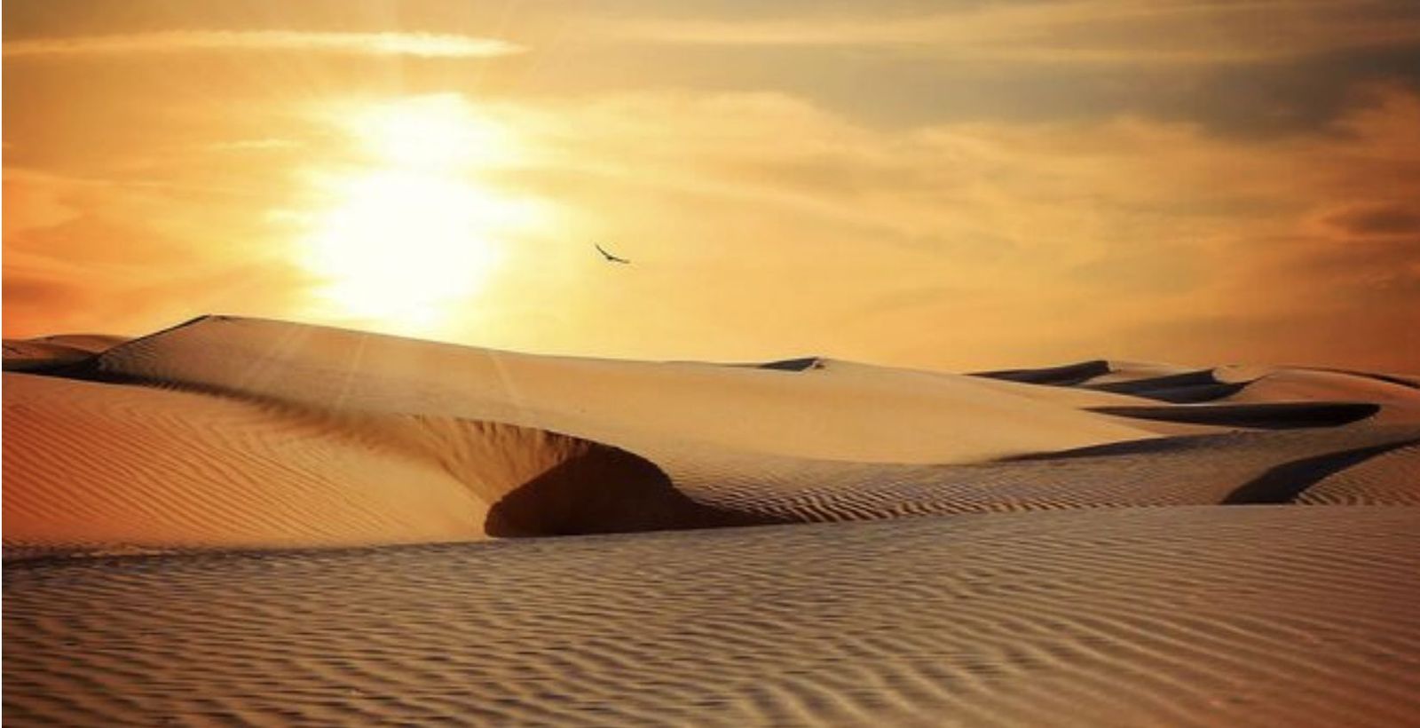 Maestros del desierto