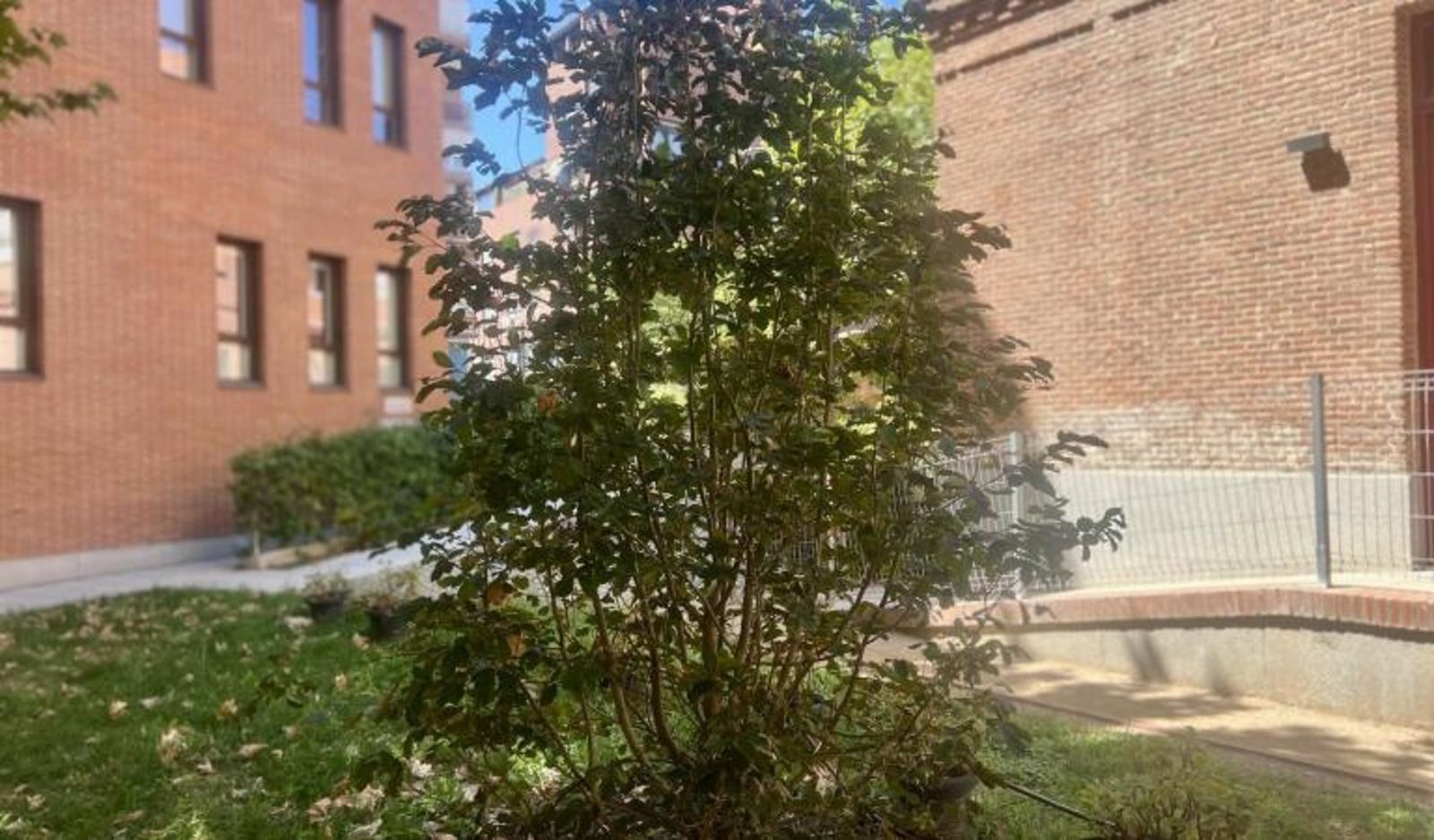 El árbol que acompañó al Papa León XIV durante su visita a Cedia