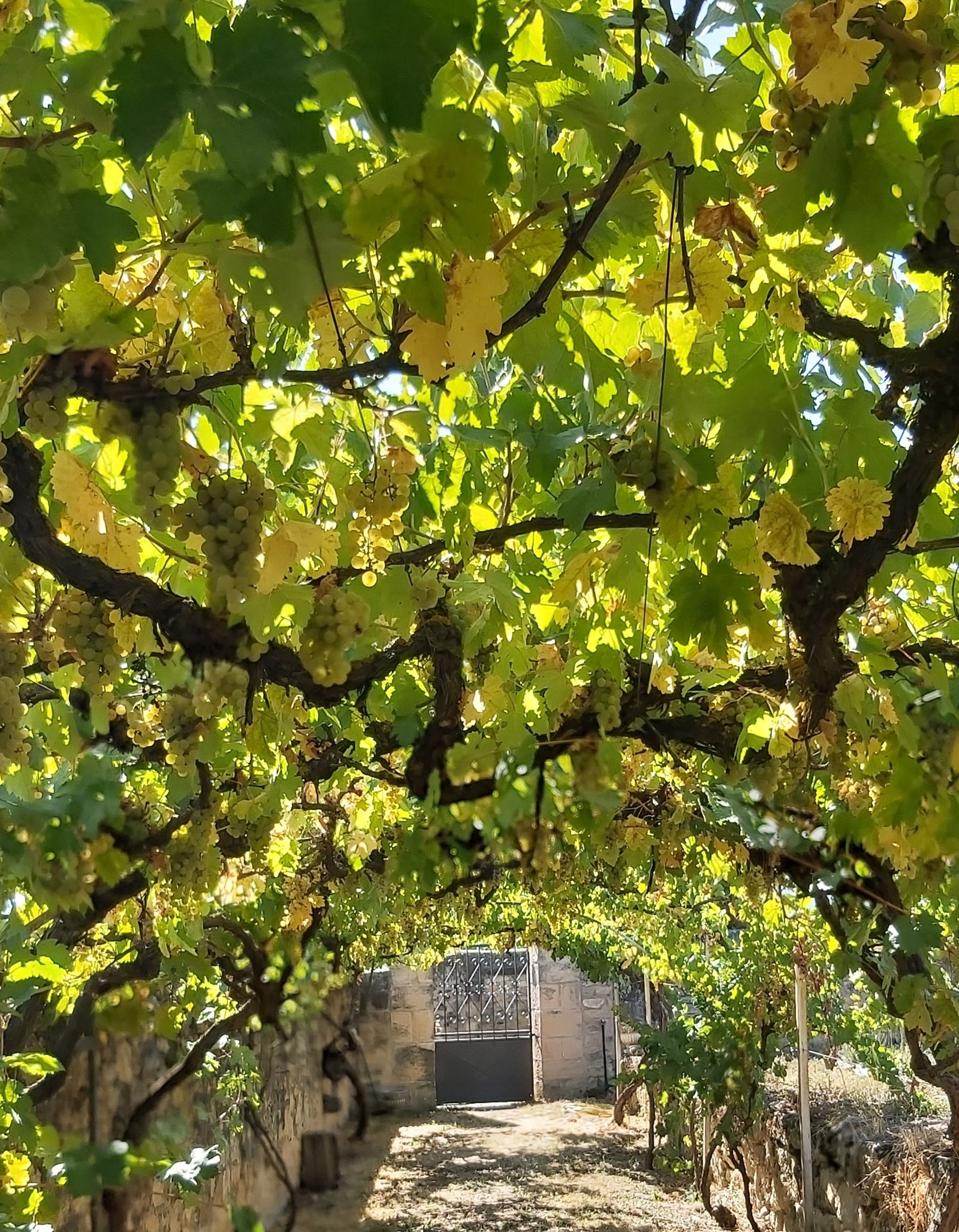 12 II Jueves Adviento