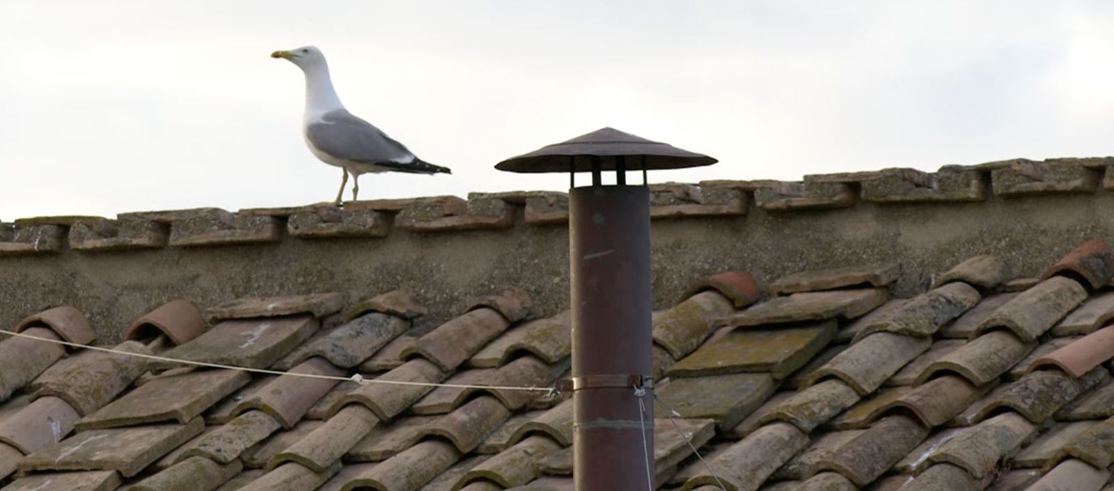 Una gaviota custodia la chimenea