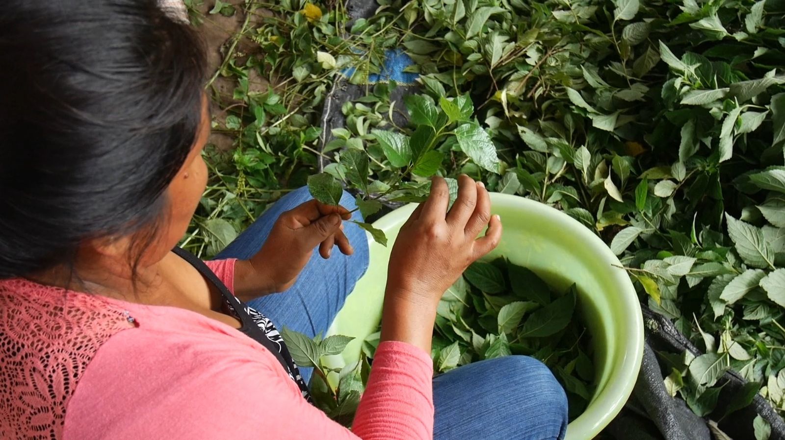 Medicina tradicional en tiempos de Covid