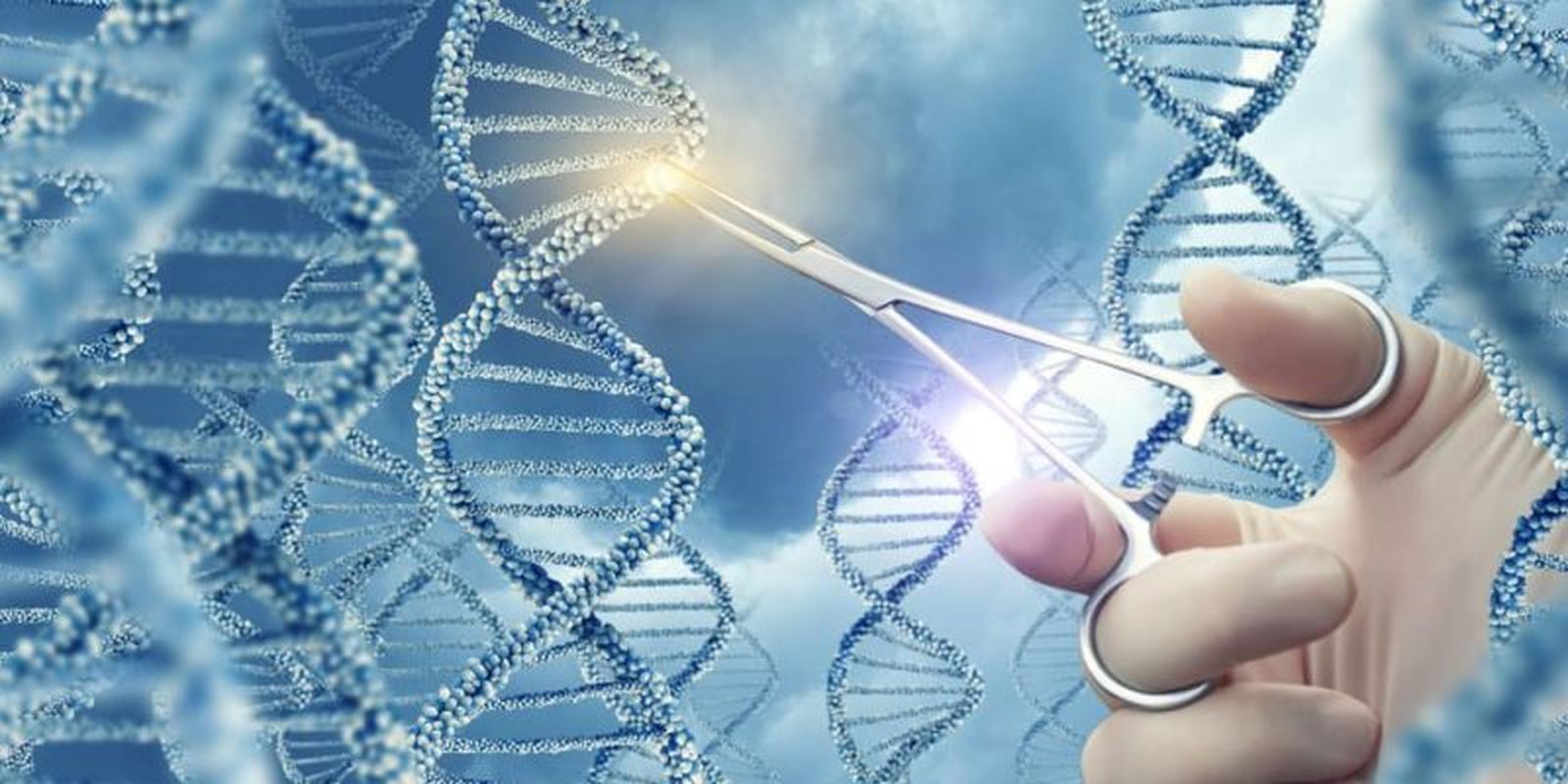 Manipulación genética