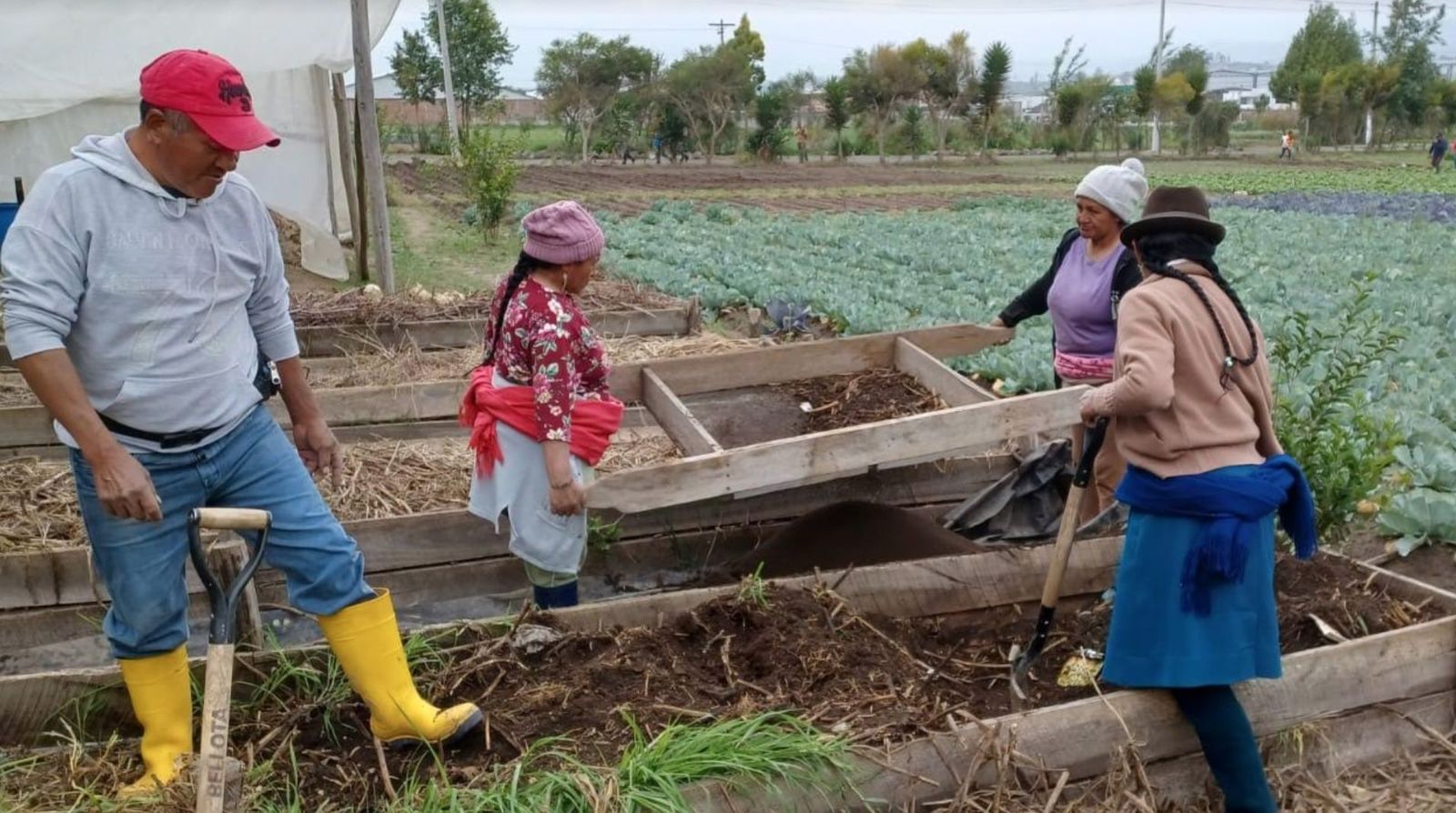 Hortalizas en Ambato