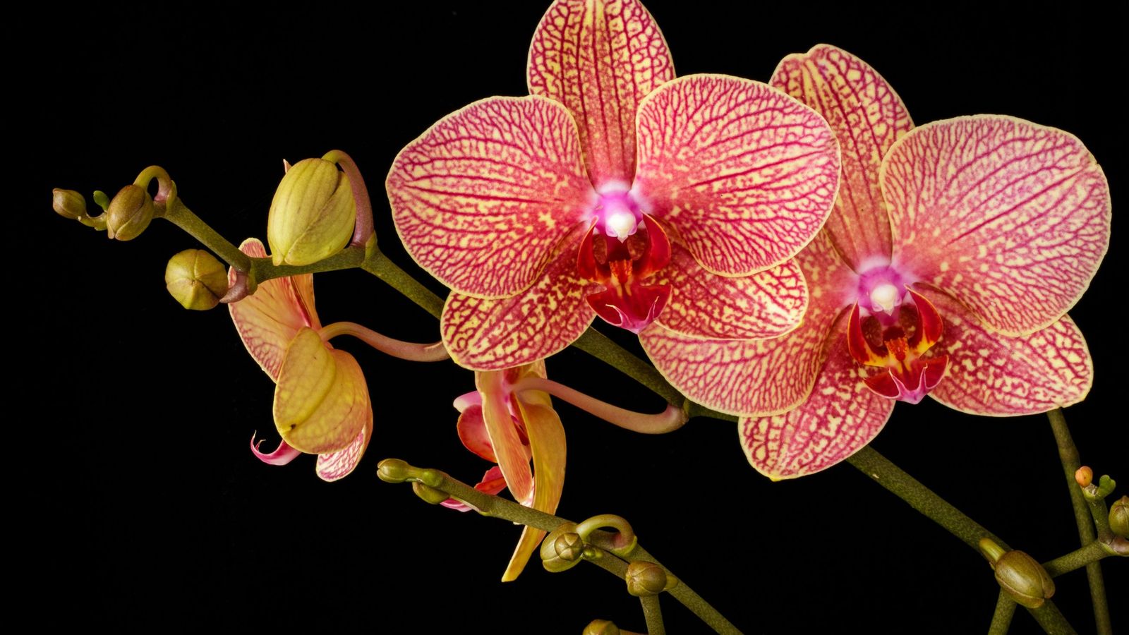 Orquídea