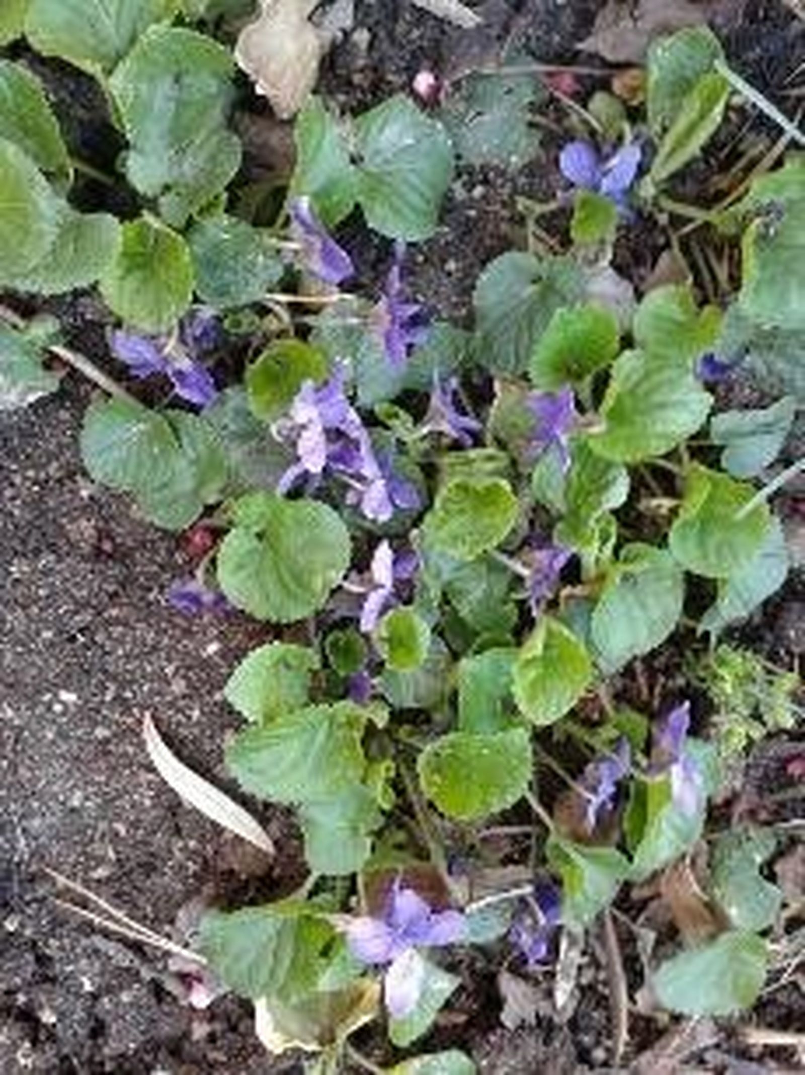 XXVI Domingo del Tiempo Ordinario