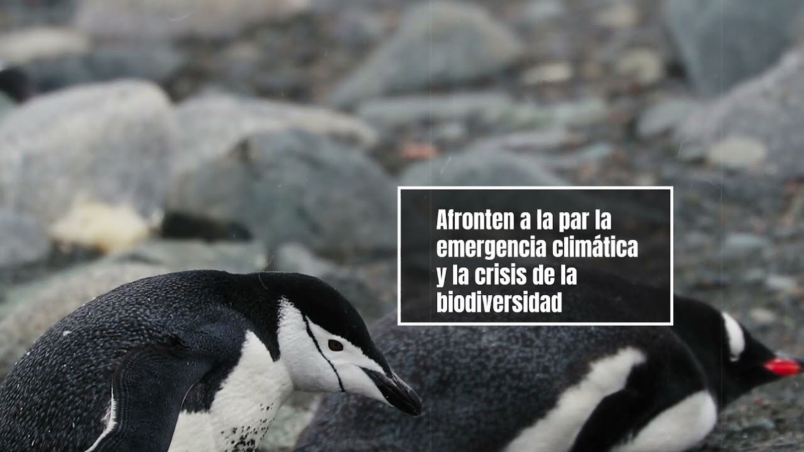 "Planeta Sano, Gente Sana", la petición católica para tomar acción ante la crisis climática
