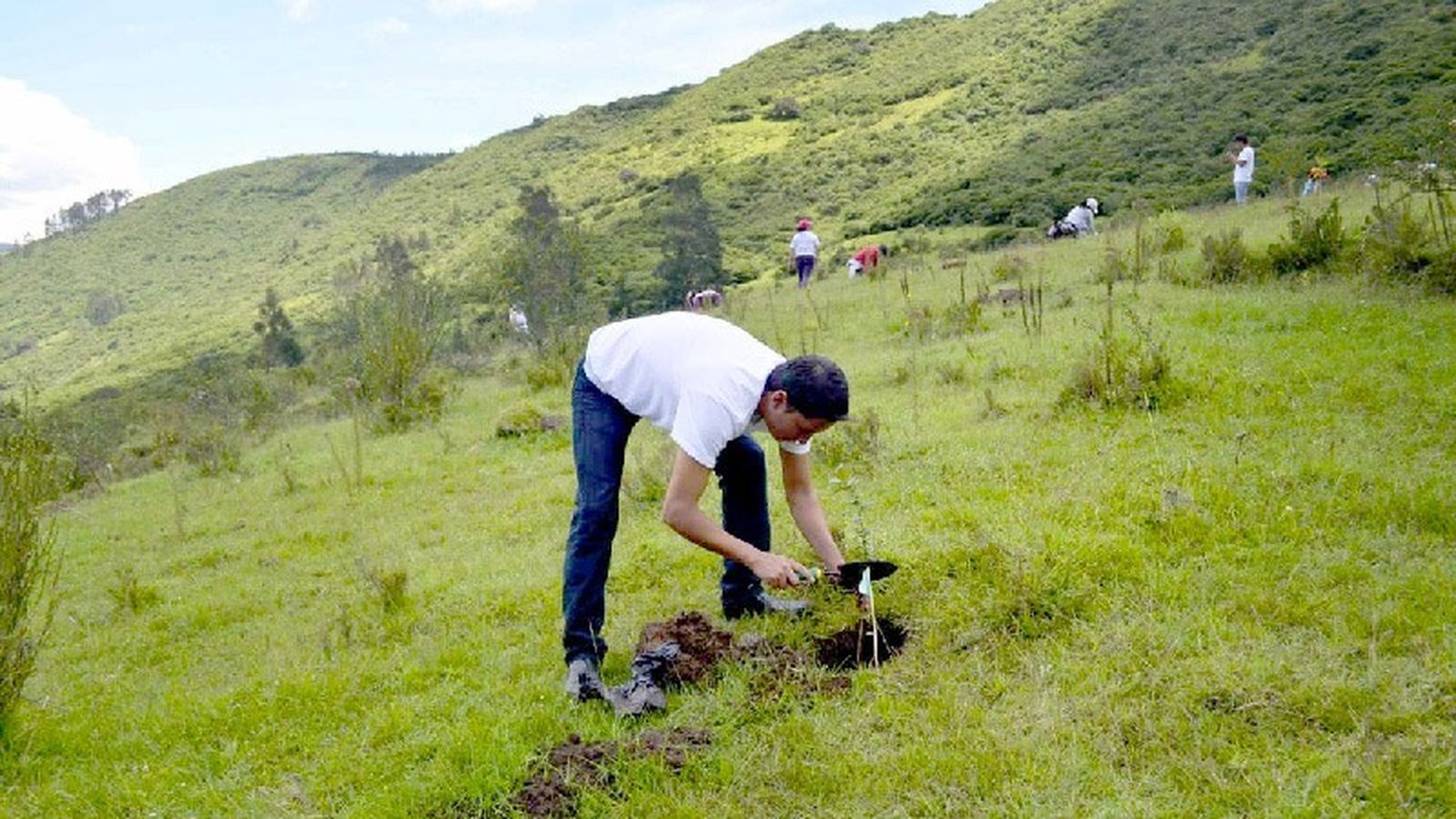 Reforestación Amazonía ecuatoriana