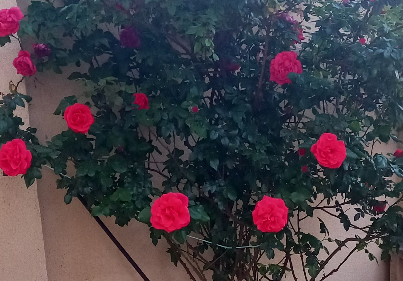 Rosas